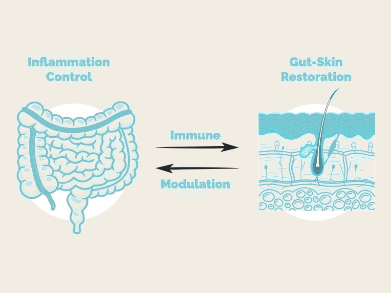 PetDocX Crafted Immune & Gut — Daily Immune & Gut Health Support for Dogs